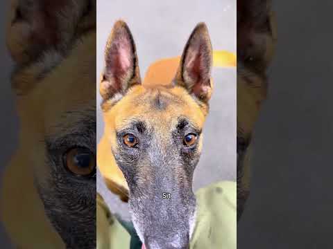 Dog Coaches #dogcoach #dog #animals #dogshorts thumbnail