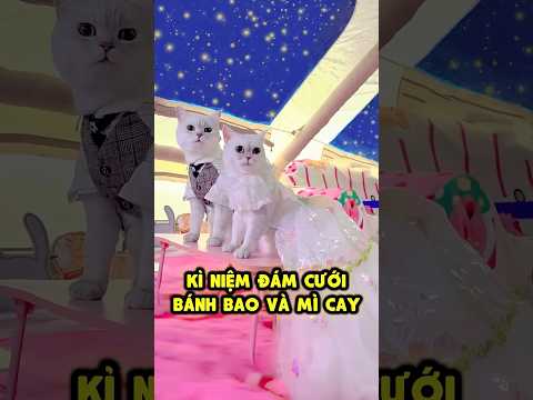 Gia Đình Thú Cưng | Kỷ Niệm Đám Cưới MÈO 😻 thumbnail