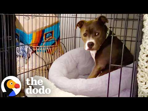 Pittie Couldn't Stop Shaking Until She Finally Felt Safe | The Dodo thumbnail