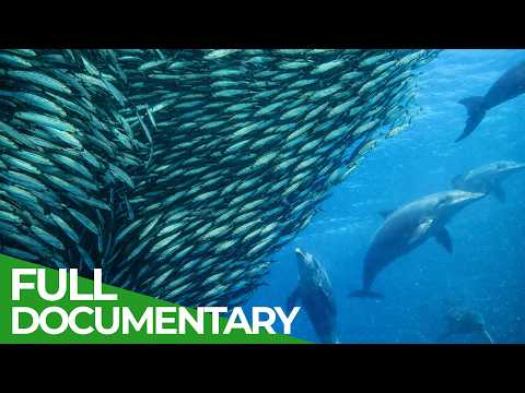 The Living Ocean | Ultimate Oceans | Free Documentary Nature thumbnail