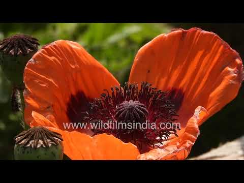 Oriental Poppy flower and seed pods seen in beautiful garden macro shot thumbnail