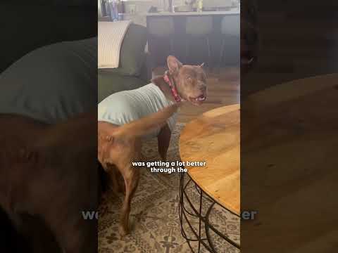 The Rescue Community Saves This Sick Pittie — Twice | The Dodo thumbnail