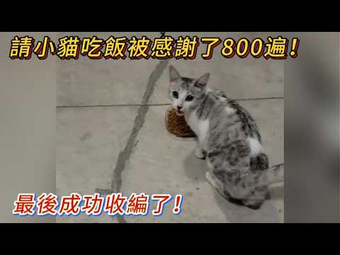 給小貓吃東西被小貓感謝了800遍💖 ❗牠禮貌得讓人心疼😭#cat #catvideos #流浪貓 thumbnail
