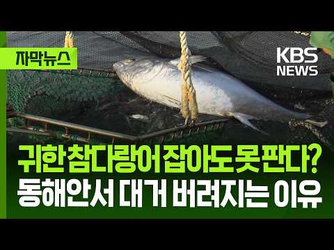 [자막뉴스] 귀한 참다랑어 잡아도 못 판다?, 동해안서 대거 버려지는 이유 / KBS 2026.06.20. thumbnail