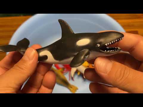 Comparing the Korean and English names of sea animals I 해양동물 이름을 영어랑 한국어로 비교해봐요 thumbnail