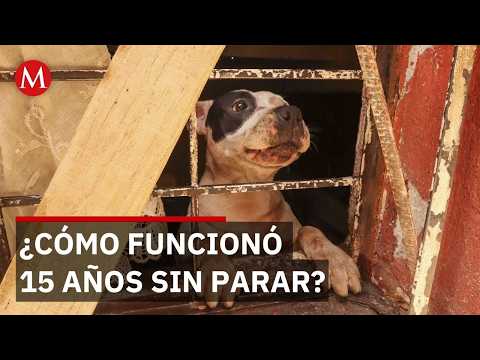 Criadero clandestino operó 15 años entre denuncias y maltrato animal thumbnail