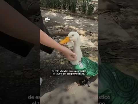 Aficiones Futboleras Disfrutan de México Durante el Mundial thumbnail