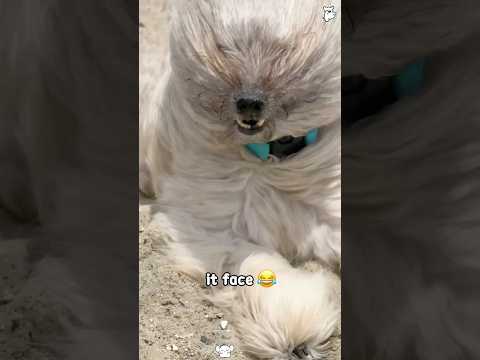 Dogs on the beach #dog #funny #youtube #pets thumbnail