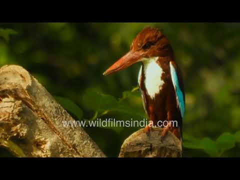 A jewel among the trees | White-throated Kingfisher thumbnail
