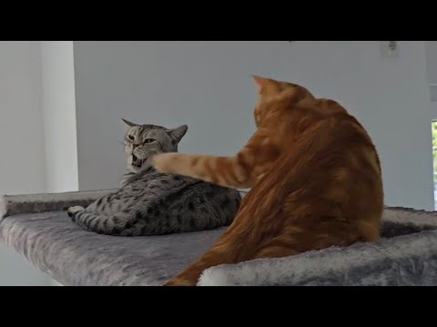 Der Chaos Kürbis und seine Teufelskralle thumbnail