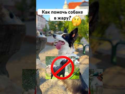 А у кого уже лето?)🌞 #окки #собака #лето #жара #догблогер #советы #вода #купаниесобаки #влог #треш thumbnail