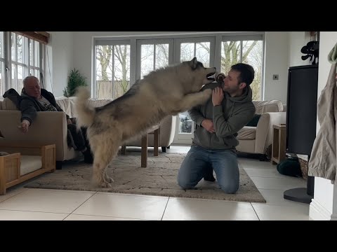 Dog Reacts To Bird In The House! (He's So Gentle!!) thumbnail