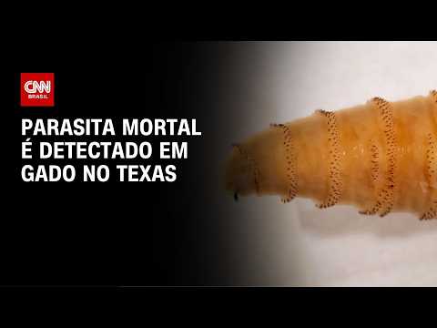 Bicheira-do-novo-mundo: Parasita mortal é detectado em gado no Texas | CNN PRIME TIME thumbnail