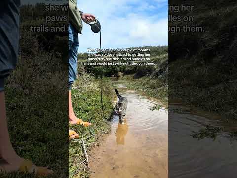 ? #adventurecat #cat #vanlife #travel #water thumbnail