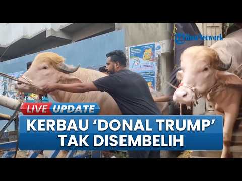 Kerbau Kurban Viral yang Bernama Donal Trump Tak Disembelih, Berkat Mendagri Bangladesh thumbnail
