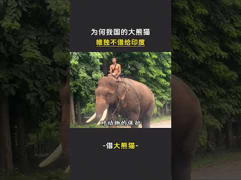 為何我國大熊貓，唯獨不借給印度。#大熊貓  #印度 thumbnail