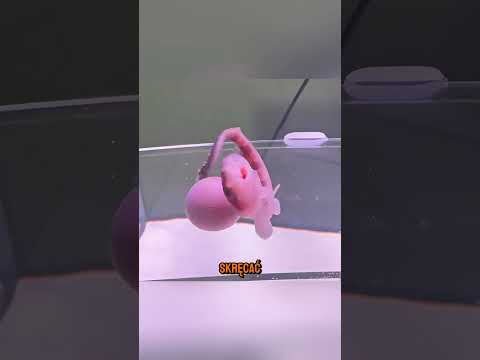 Mały Rekin, Który Przeżył Wbrew Wszystkiemu 🦈 thumbnail