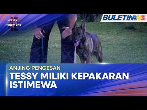 ANJING PENGESAN | Tessy: Pemburu Pencuri Kabel (BU) thumbnail
