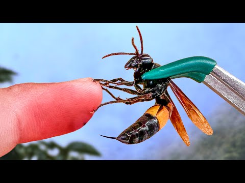 Stung by a Giant Banded Hornet! thumbnail