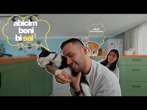 kedilerle yaşamak ÇOOOOKKK güzel 😻 thumbnail