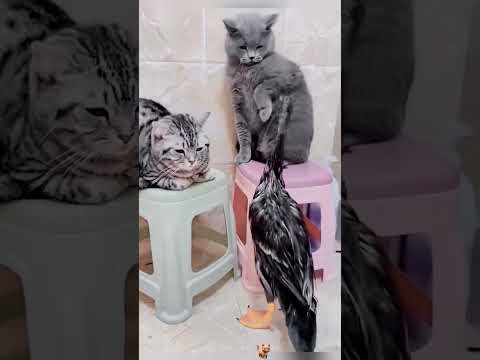 Funny cats thumbnail