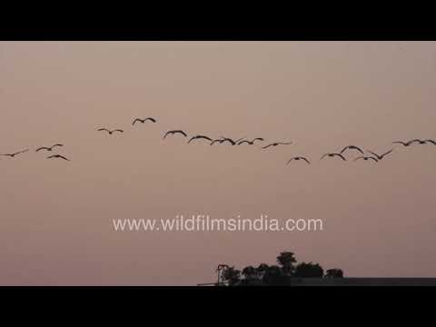 Thousands of Kurjan birds soar above Rajasthan's winter landscape thumbnail
