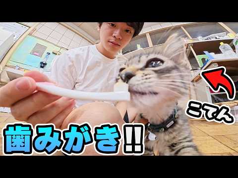 【初挑戦】子猫が歯磨きできるようになるまで🪥🐾 thumbnail