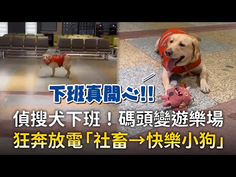 偵搜犬下班！碼頭變遊樂場　狂奔放電「社畜→快樂小狗」 ｜#寵物雲 thumbnail