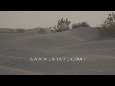 Rolling sand dunes of the Thar Desert near Jaisalmer thumbnail