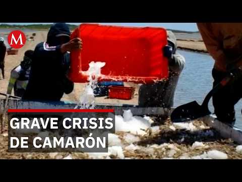 Productores de Sinaloa denuncian entrada ilegal de 20 mil toneladas de camarón thumbnail