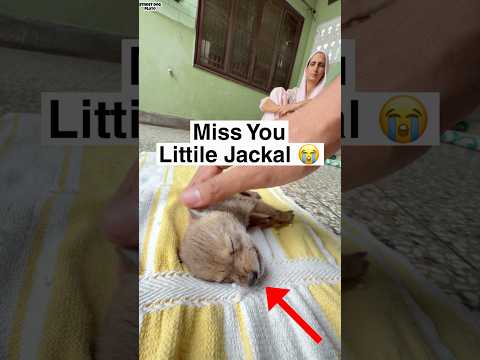 Bye Bye Jackal Baby ? | Miss You Forever thumbnail