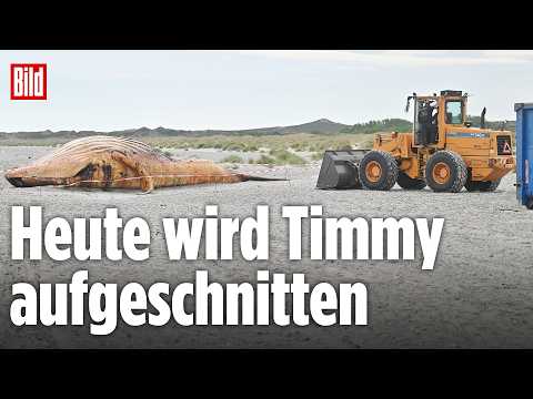 🔴 Timmy-Obduktion am Strand – Experten nehmen heute den toten Buckelwal auseinander thumbnail