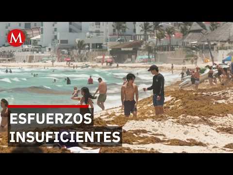 Pese a recolectar 42 mil toneladas, las playas lucen cubiertas por la mancha marrón thumbnail