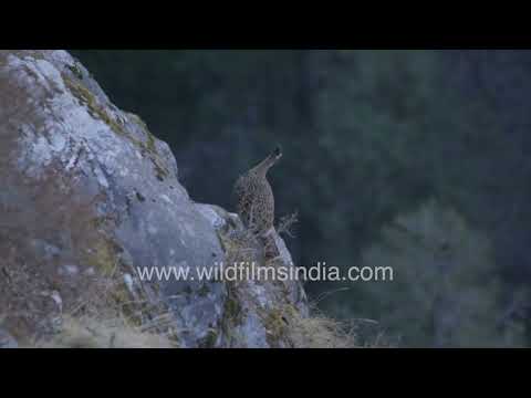 Female Himalayan Monal perched on a rocky slope in Uttarakhand Himalayas thumbnail