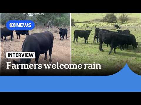 Farm goes from desert to green after 100mm of rain | ABC NEWS thumbnail