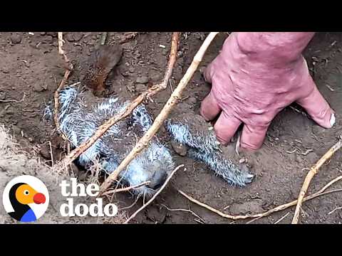 Lost Dog Found Buried In A Rabbit Hole Finally Goes Home | The Dodo thumbnail
