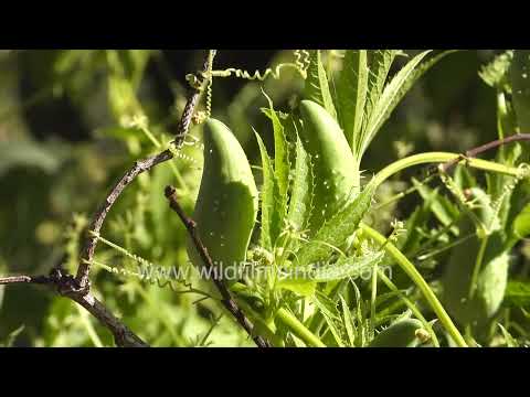 Cyclanthera pedata climbing vine with developing fruits in Jbbarkhet Mussorie thumbnail