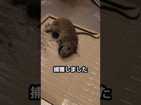 粘着シートからネズミを取り出す方法 / How to Release a Mouse from a Glue Trap thumbnail