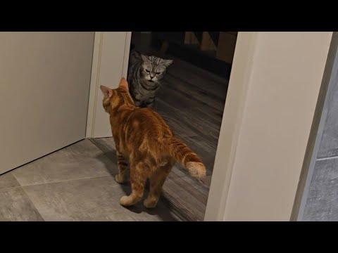 Master hat Loki eine Socke geschenkt  thumbnail