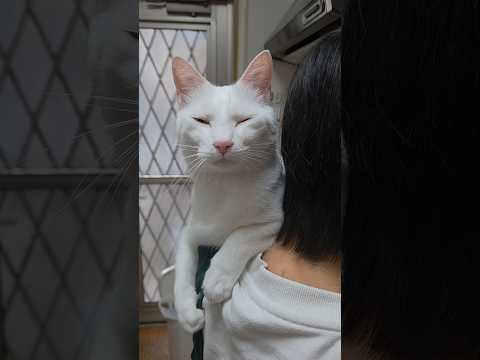 今のシロ。 #保護猫 #猫のいる暮らし #猫 thumbnail