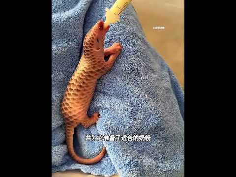穿山甲妈妈分娩全过程，历经痛苦终的新生降临，母爱太伟大了 thumbnail