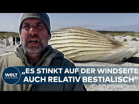 TIMMY: Toter Wal an der dänischen Küste zieht weiter Schaulustige an – Heikle Bergung geglückt thumbnail