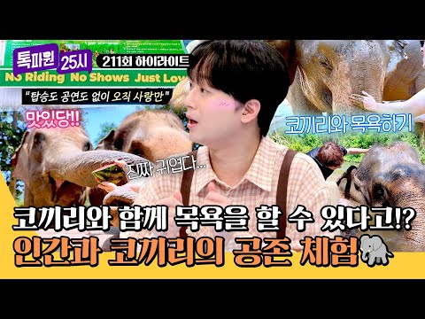 [하이라이트] 인간과 함께 살아가는 코끼리들의 안식처🪽 태국 속 '엘리펀트 헤이븐'🐘 | 톡파원 25시 | JTBC 260525 방송 thumbnail