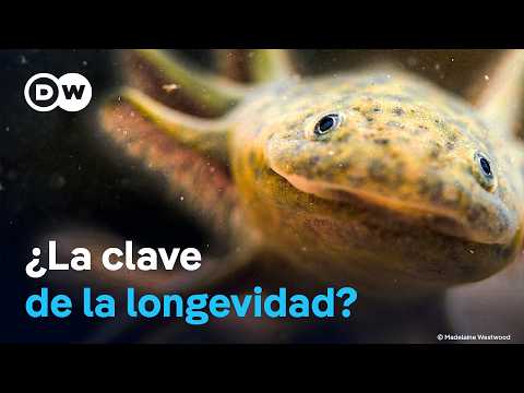 Los mágicos poderes curativos del ajolote | DW Documental thumbnail