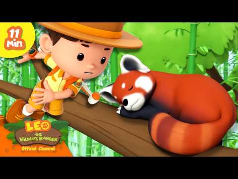 TRY NOT TO DISTURB THE SLEEPING RED PANDA! | Leo the Wildlife Ranger | Learning Animal Cartoons thumbnail