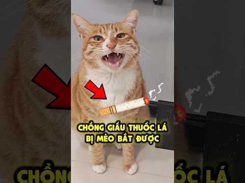 Mễ Mễ tìm thuốc lá của ông chồng lươn 👍 thumbnail