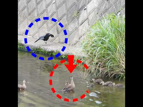 カラス襲来…父は盾、母は子守り。カルガモ親子の連携 thumbnail