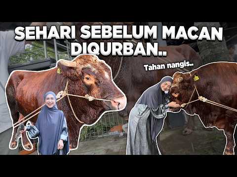 SEHARI SEBELUM MACAN DIQURBAN.. SEDIH BANGET.. thumbnail