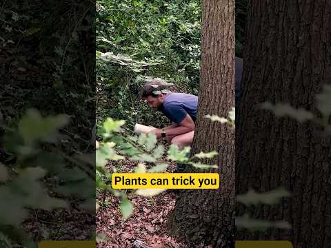 0 calorie, super-sweet plant that is tricking you! thumbnail