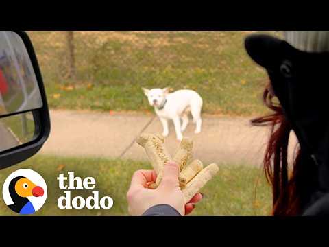 Stray Pittie Gets Rescued — Then Helps Save Her Terrified Twin an Hour Later | The Dodo thumbnail